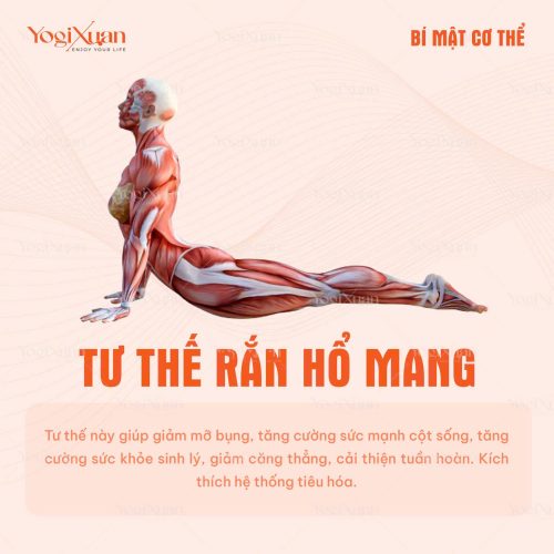 tư thế rắn hỗ mang là một tronh những yoga chữa đau lưng hiệu quả