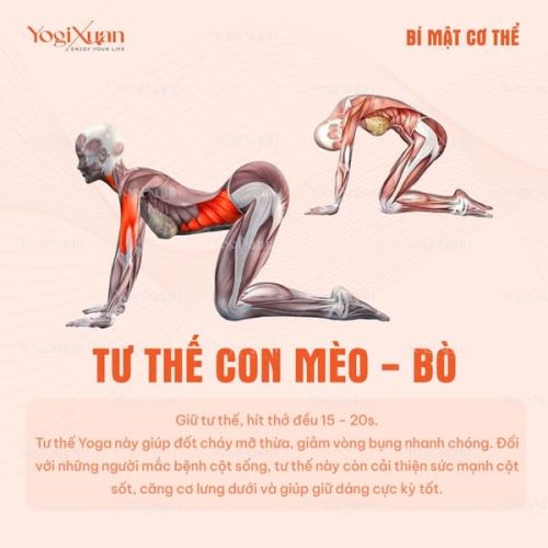 6 Bài tập yoga mở lưng trên hiệu quả