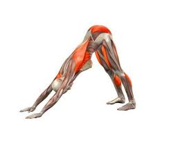 6 Bài tập yoga mở lưng trên hiệu quả